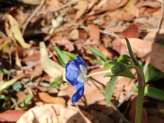 Commelina cyanea