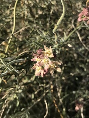 Funastrum hirtellum