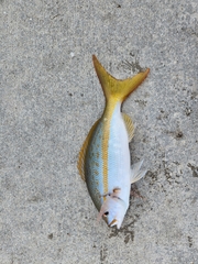 Ocyurus chrysurus