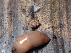 Phenacohelix ponsonbyi