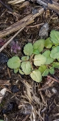 Veronica arvensis