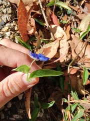 Commelina cyanea