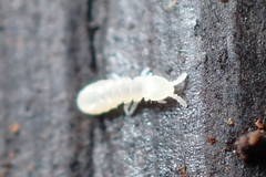 Onychiurinae