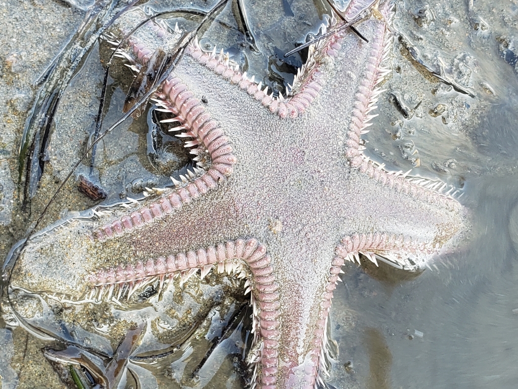Astropecten armatus