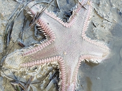 Astropecten armatus