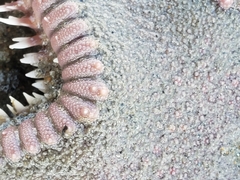 Astropecten armatus