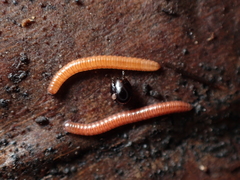 Siphonotidae