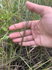 Asclepias cinerea
