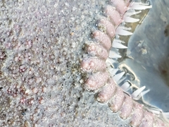 Astropecten armatus