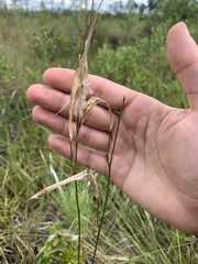 Asclepias cinerea
