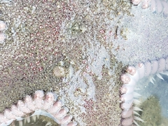 Astropecten armatus