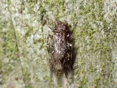 Echmepteryx