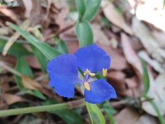 Commelina cyanea