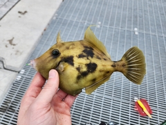 Stephanolepis hispida