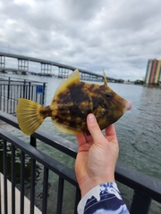 Stephanolepis hispida