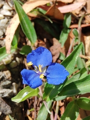 Commelina cyanea
