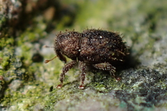 Andracalles horridus