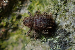 Andracalles horridus