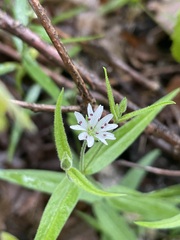 Pseudostellaria jamesiana