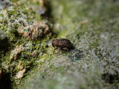 Andracalles horridus