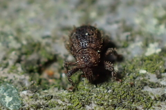 Andracalles horridus