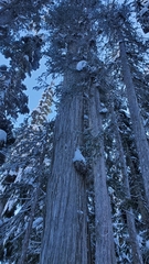 Cupressus nootkatensis