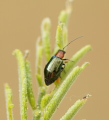 Monolepta