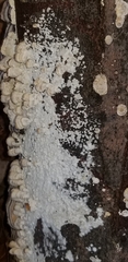 Henningsomyces candidus