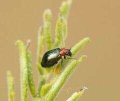 Monolepta