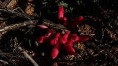 Hyobanche sanguinea