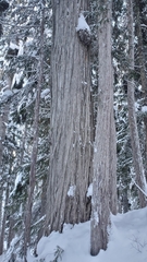Cupressus nootkatensis