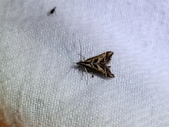 Diasemia grammalis