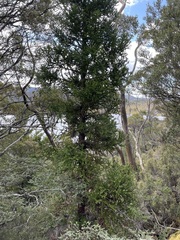 Athrotaxis selaginoides