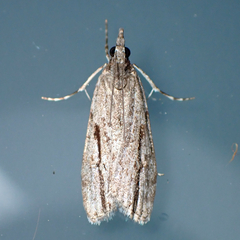 Eudonia bisinualis