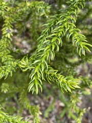 Athrotaxis selaginoides