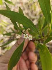 Myoporum montanum