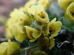 Draba corymbosa