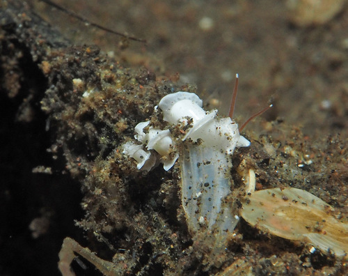 Cycloscala peaseana — seen at this dive site