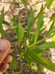 Myoporum montanum