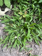 Dichanthelium commutatum