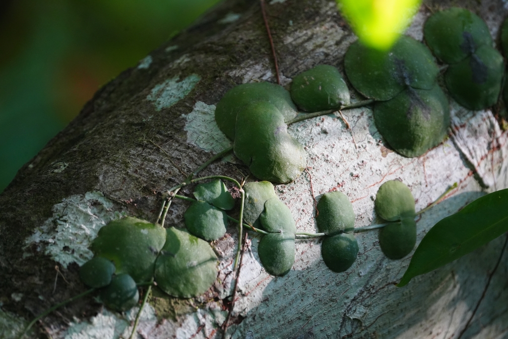 Dischidia imbricata; photograph Samuel Lee, CC BY, iNaturalist via GBIF
