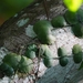 Dischidia imbricata - Photo (c) Samuel Lee, some rights reserved (CC BY), uploaded by Samuel Lee