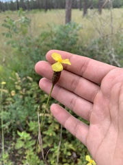 Xyris ambigua