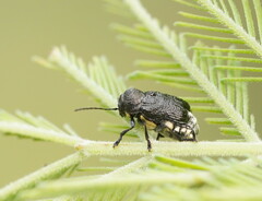 Aporocera scabrosa