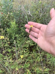 Xyris ambigua