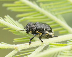 Aporocera scabrosa