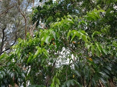 Ganophyllum falcatum