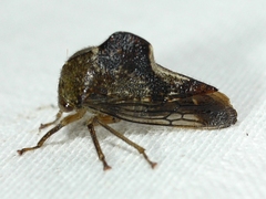 Telamona decorata