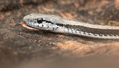 Philodryas psammophidea