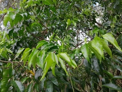 Ganophyllum falcatum